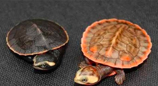 圆澳龟能长多大？圆澳龟的生活形态特征