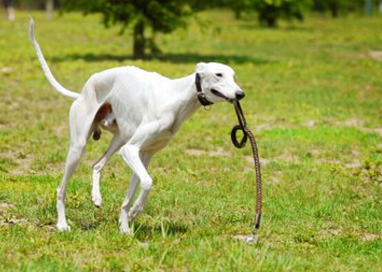 世界上十大跑得最快的狗排行榜,灵缇成径赛冠军(60公里/小时)