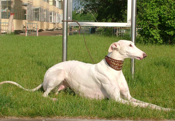 世界上十大跑得最快的狗排行榜,灵缇成径赛冠军(60公里/小时)