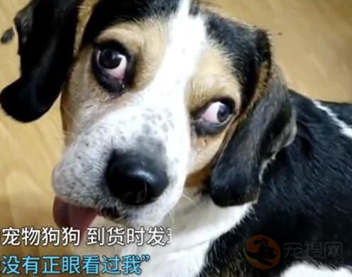 女子网购狗，却发现狗的眼神不太对？