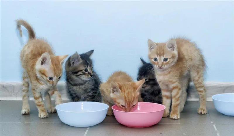 不同年龄段的猫咪该如何喂养？