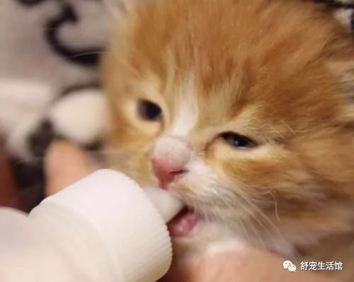 幼猫一次喝多少羊奶，幼猫羊奶粉怎么冲调？