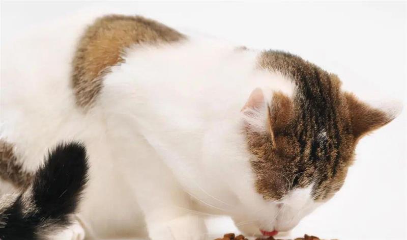 不同年龄段的猫咪该如何喂养？