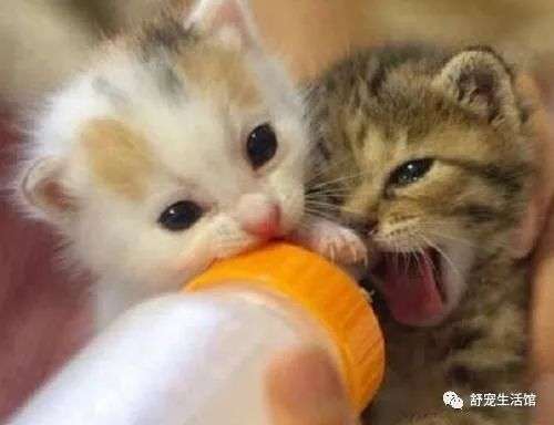 幼猫一次喝多少羊奶，幼猫羊奶粉怎么冲调？