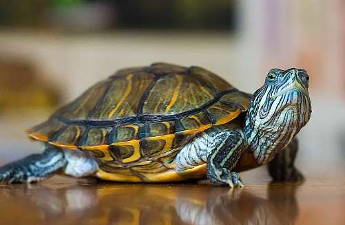 了解七大重点事项，让龟龟健康成长！