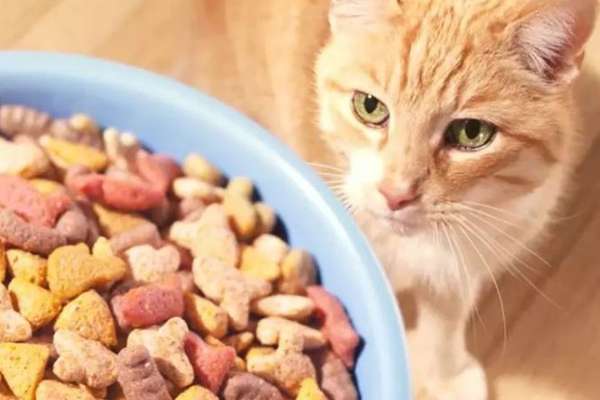 猫粮中的三大毒粮：防腐剂、诱食剂，出现这些要注意？