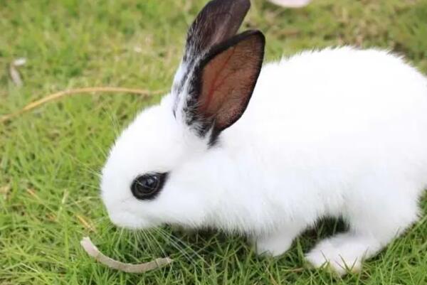十大宠物兔品种，多种垂耳兔上榜，第一最小巧可爱！