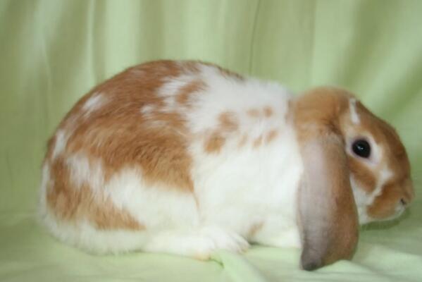 十大宠物兔品种，多种垂耳兔上榜，第一最小巧可爱！