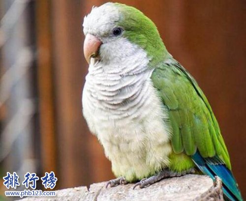 盘点常见的十种鹦鹉，第七最长寿，第一最可爱