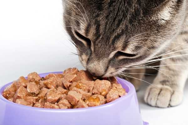 猫粮中的三大毒粮：防腐剂、诱食剂，出现这些要注意
