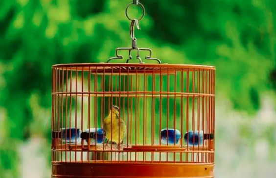 怎样保持笼养鸟的清洁卫生？
