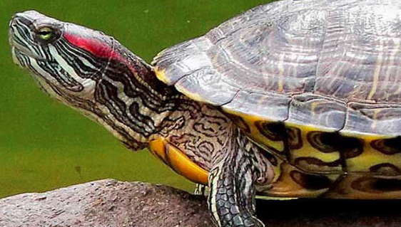 养巴西龟放多少水合适，巴西龟应该怎么换水？