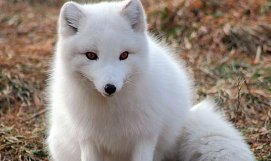 北极狐能养吗，在中国能不能养北极狐？