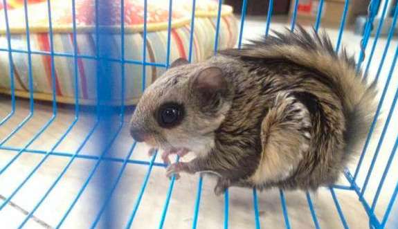 日本小鼯鼠的品种简介