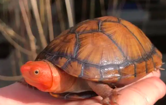 红面蛋龟吃什么？