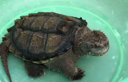 长期自来水养鳄龟会死吗？
