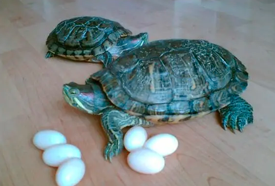 乌龟蛋怎么保存？乌龟蛋保存方法