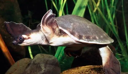 猪鼻龟能和鱼一起混养吗？