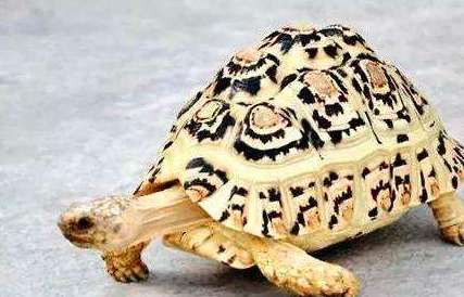 豹纹陆龟生长速度？