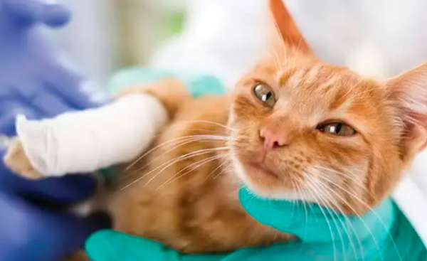 几种紧急处理宠物猫外伤的方法
