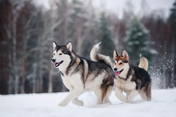阿拉斯加雪橇犬多少钱？