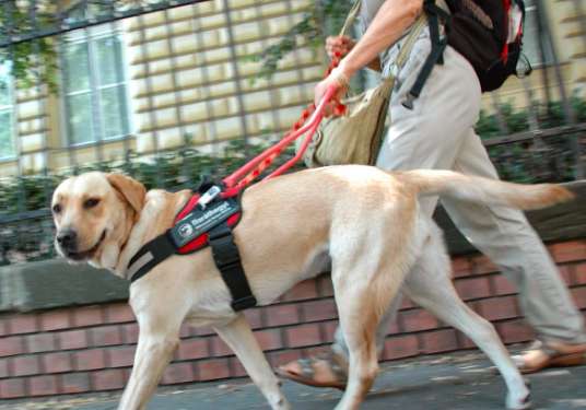 拉布拉多导盲犬应该怎样训练？