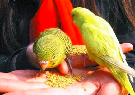 如何防治观赏鸟滞食现象？