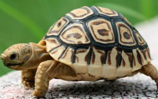 宠物龟多久换一次水？