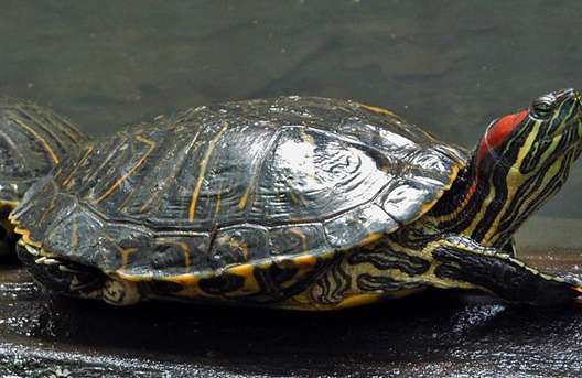 巴西龟深水养会不会淹死？