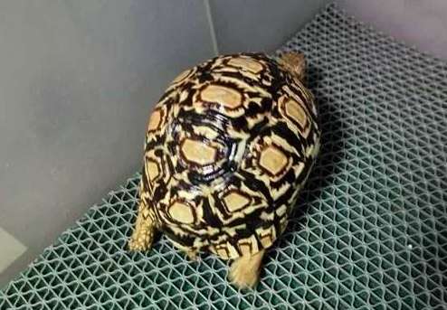 豹纹陆龟多大可以繁殖？