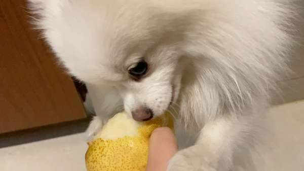 小狗可以吃梨吗？