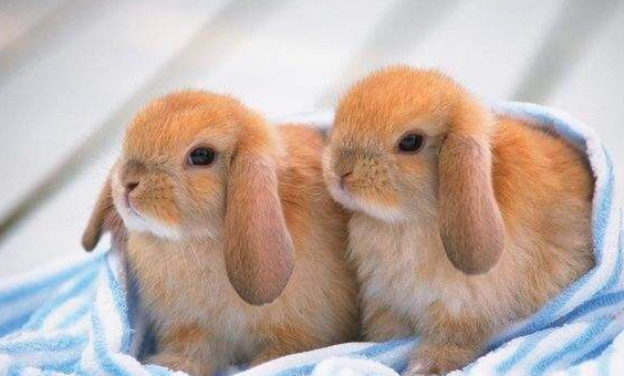 宠物兔品种，宠物兔有哪些品种？