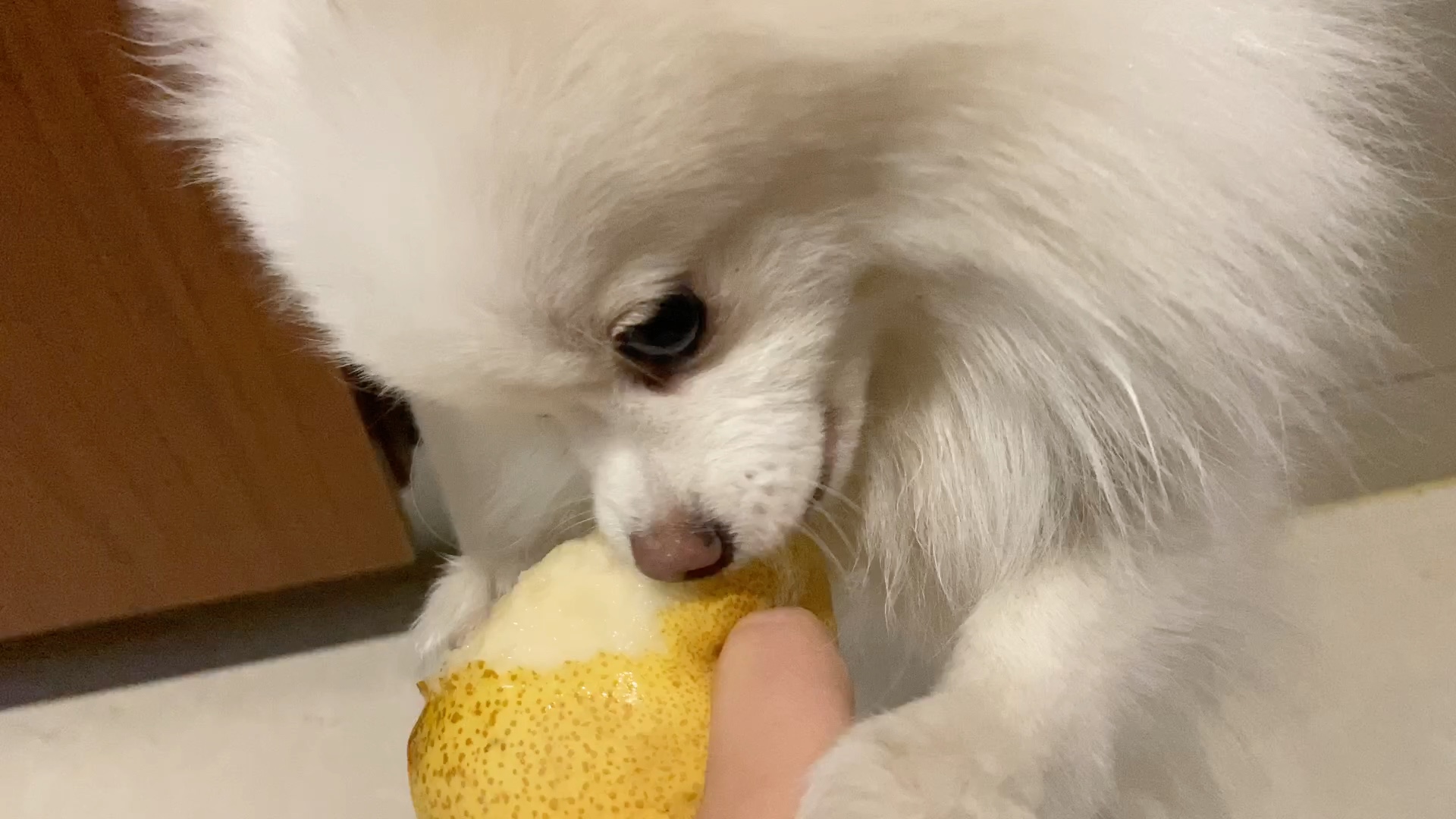 小狗可以吃梨吗
