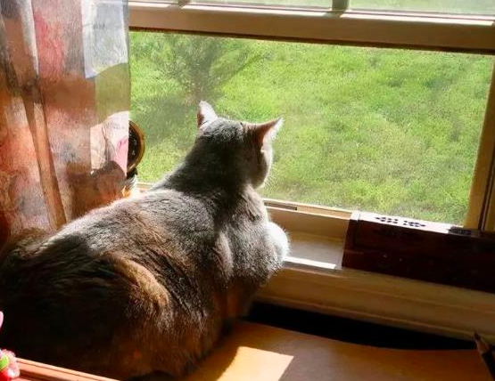 猫咪总是坐在窗户旁边，看着窗外，该让猫回归自然吗？