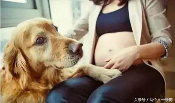 结婚怀孕以后家里养狗，对孕妇和婴儿到底会有什么危害？