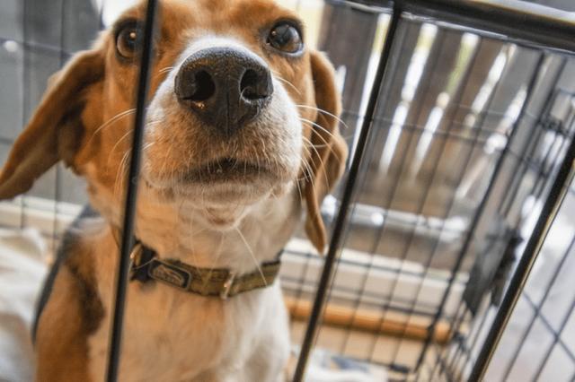 如果我们不在家，想让狗狗待在笼子里，该怎么办？
