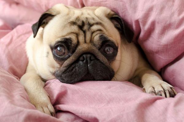 住楼房最好养小型犬，这6种可爱又粘人的狗狗就很适合你！