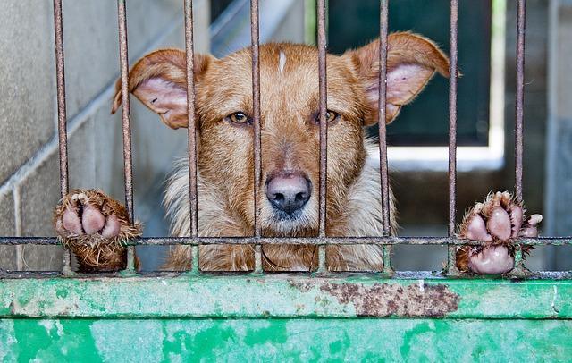 如果我们不在家，想让狗狗待在笼子里，该怎么办？