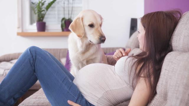 狗狗知道怀孕是怎么回事吗？主人怀孕了，狗狗会有什么反应？