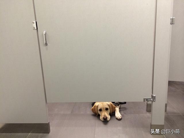 狗跟着主人上厕所？狗狗是群体动物，养狗之后别想有隐私了