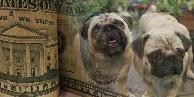你的犬舍，靠哪种方式赚钱？