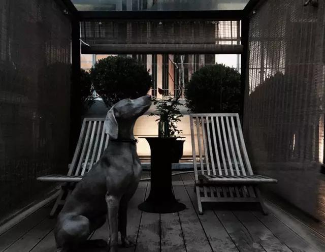 在上海，这个小哥在只有80㎡小家里，也给爱犬造个露天阳台