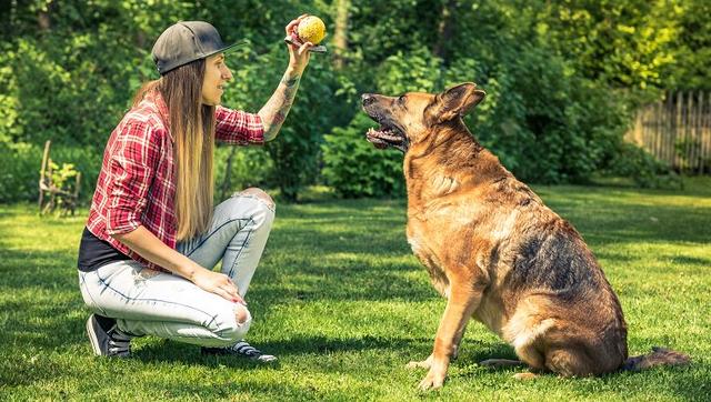 训犬师给狗主人的8个小建议，能帮你养出听话狗狗