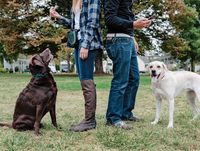 训犬师分享的5个养狗规则，不管对新手主人，还是老手主人都有用