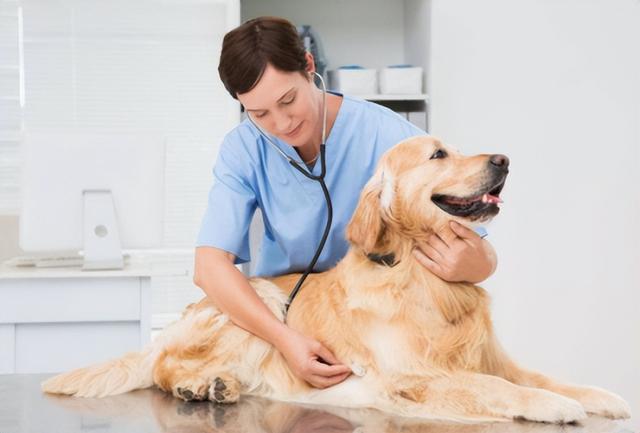 兽医：正确养狗的6种方法，宠主越早知道越好！