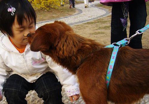 为什么中国大部分家长不让养狗？
