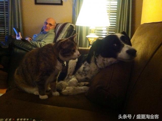 家中同时养一只猫和一只狗会怎样？狗狗一脸无奈，猫咪满脸不屑