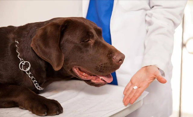 兽医：正确养狗的6种方法，宠主越早知道越好！