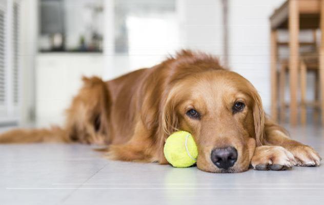 狗狗喜欢“趴地上”的6个原因，养狗多年的你，可能都不知道