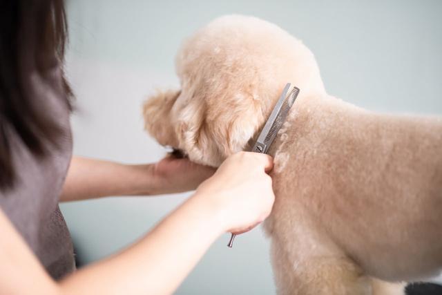 狗狗颜值靠毛发，这5种基本毛发，决定主人要花多少时间梳毛